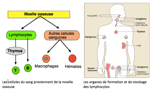 comment eviter la rencontre des cellules reproductrices