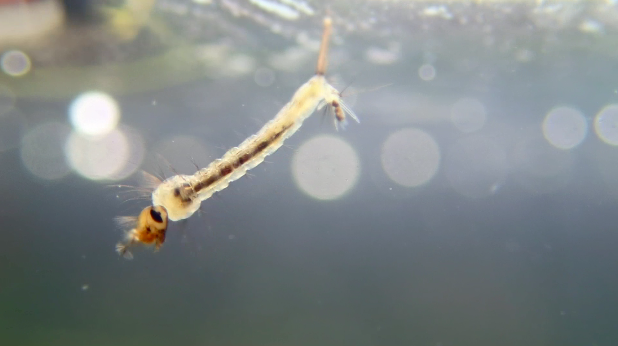 Culex pipiens c mathieu