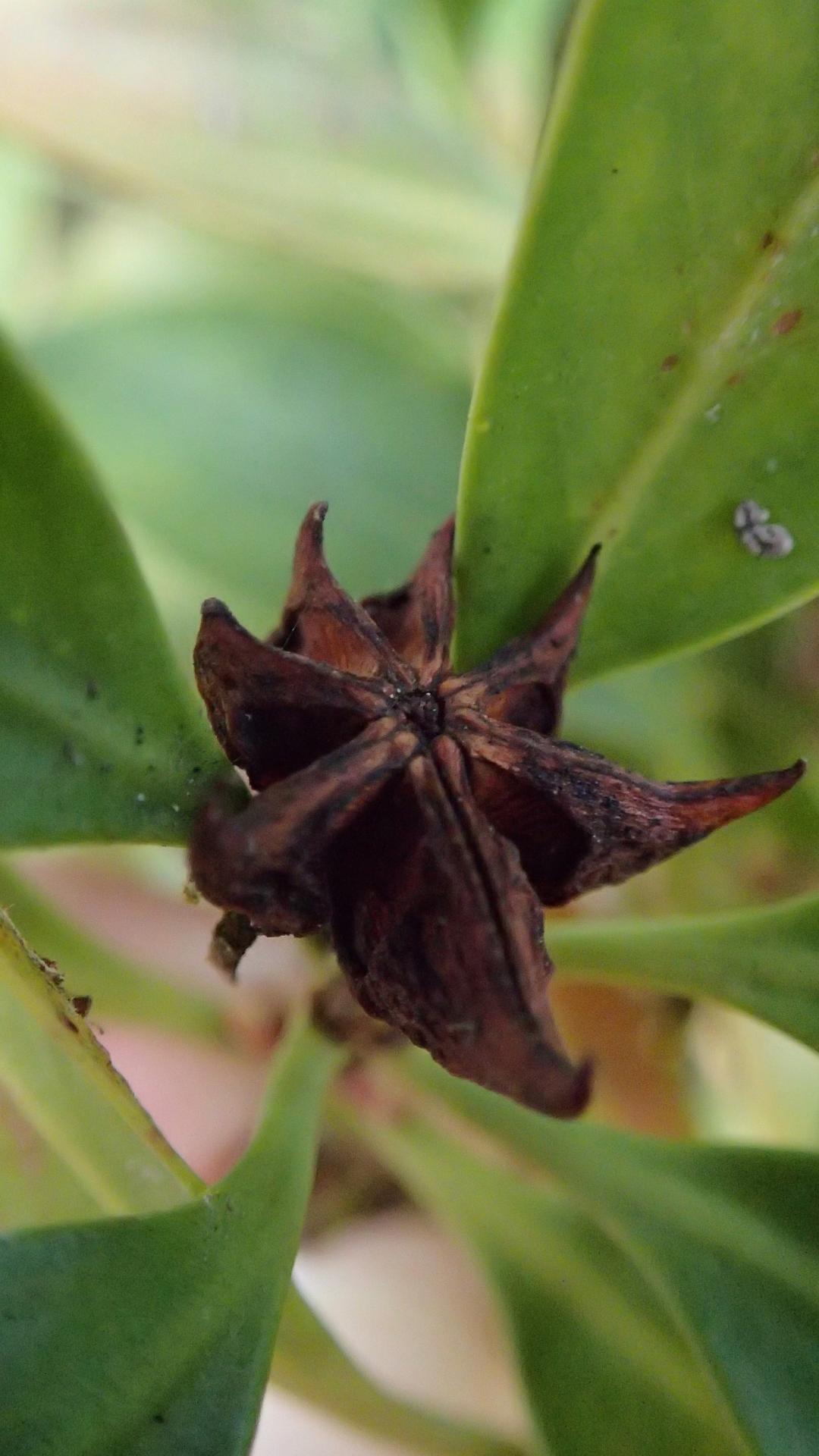 Illicium anisatum