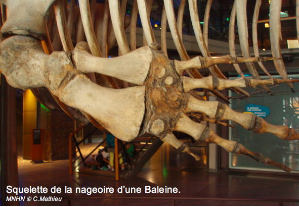 Nageoire baleine 1