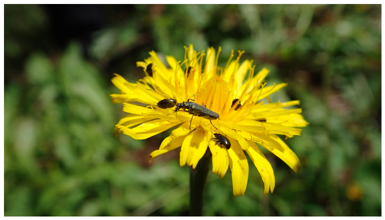 Pollinisateurs