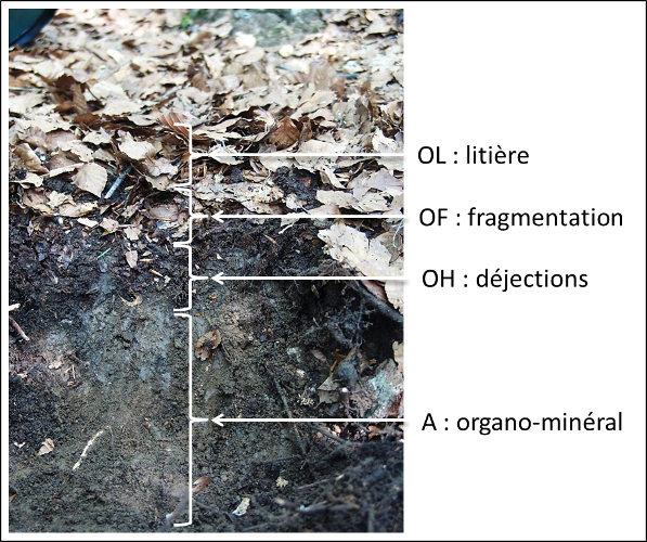 Profile de sol forestier source encyclopedie environnement org