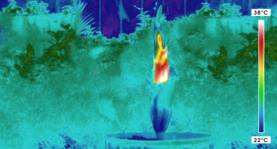 Thermographie amorphophallus titanium